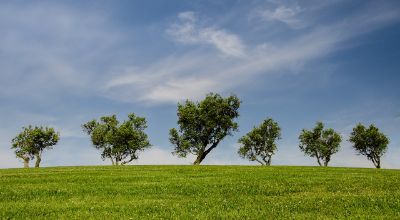 alberi nel prato